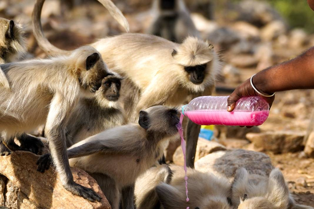 Termometreler 50 dereceyi gösterdi. Tarihin en yüksek sıcaklık rekoru - Resim: 2